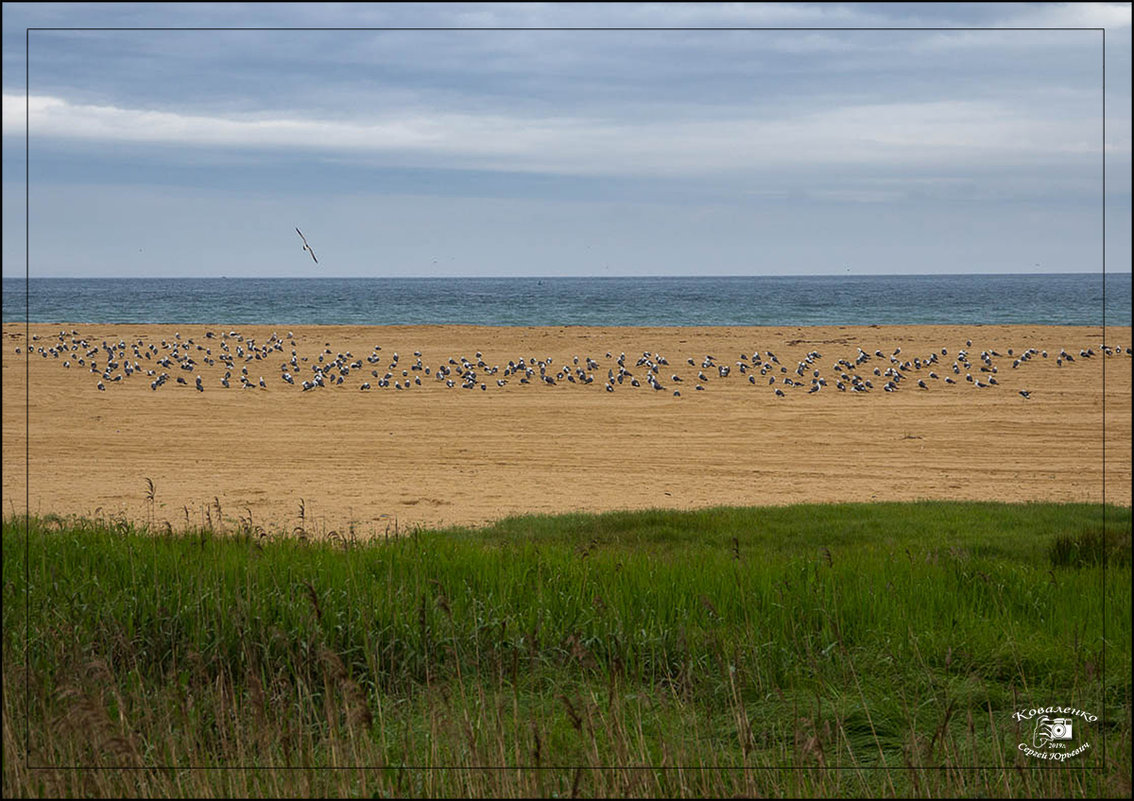 А лета пока нет, на пляже одни только чайки - Сергей Коваленко