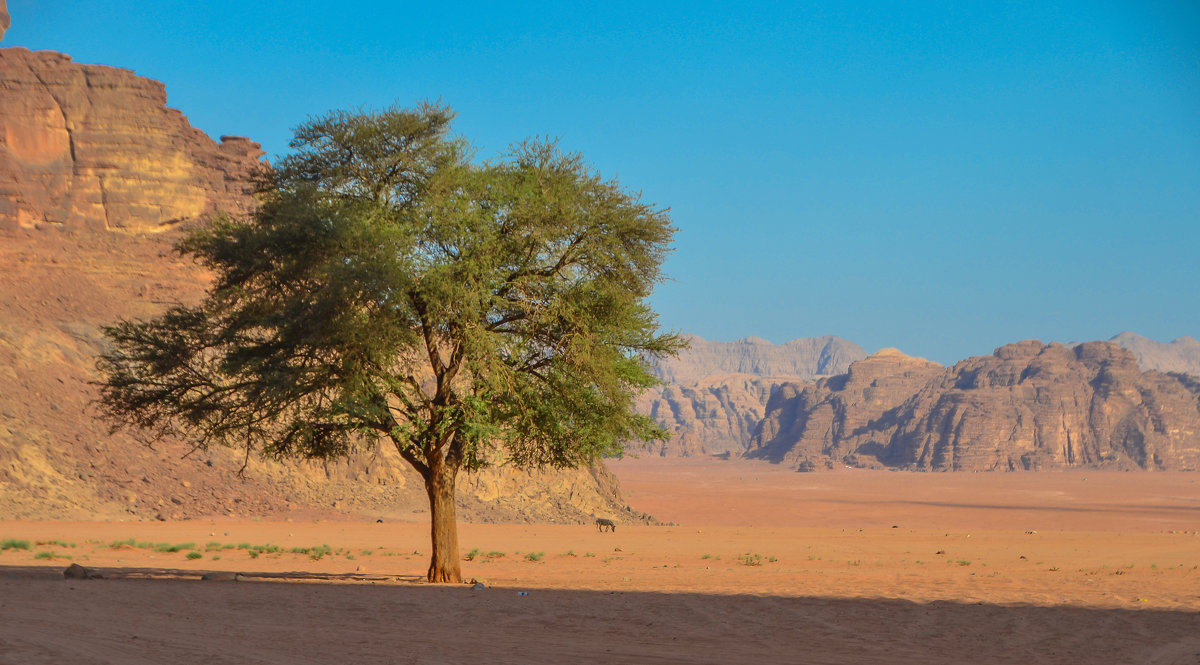 одинокое дерево пустыни - Елена Кордумова
