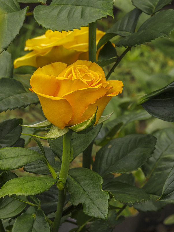 Желтая роза - Сергей Цветков