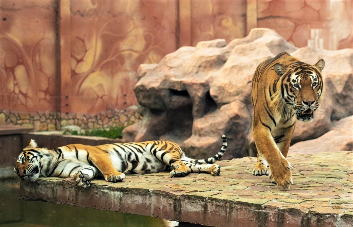В зоопарке тиграм не додают мяса,спасайте хищников)))) - Алексей 