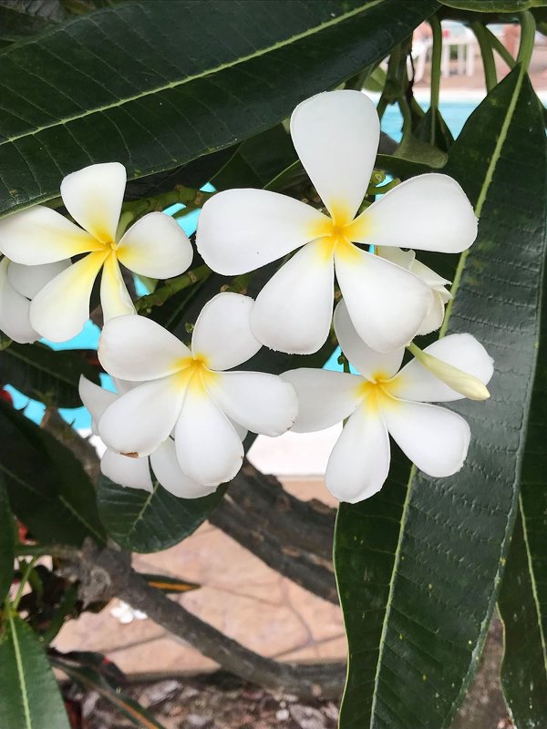 Цветы на Багамах - Елена 