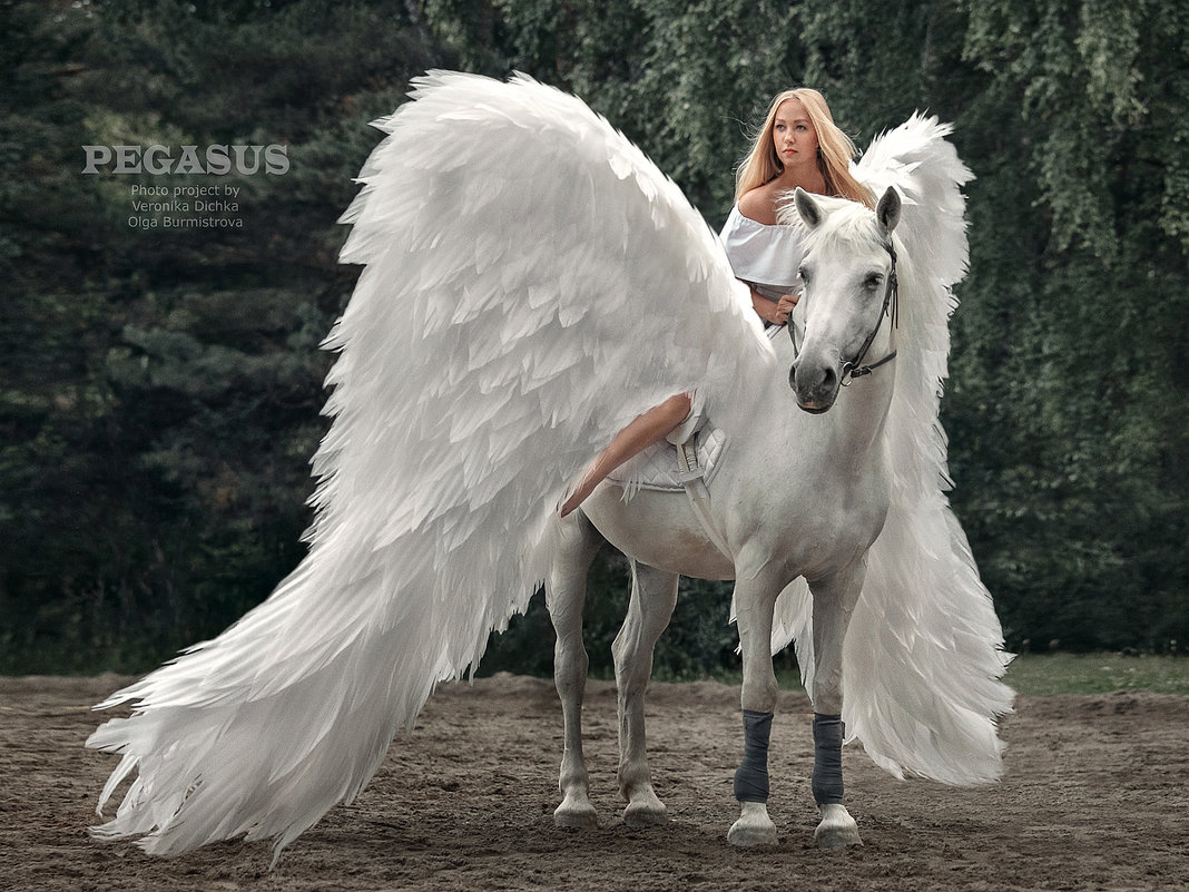 Белый конь с крыльями