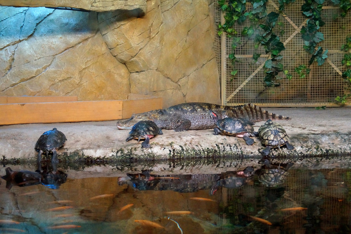 Дружба крокодила и черепашек - Любовь Клименок