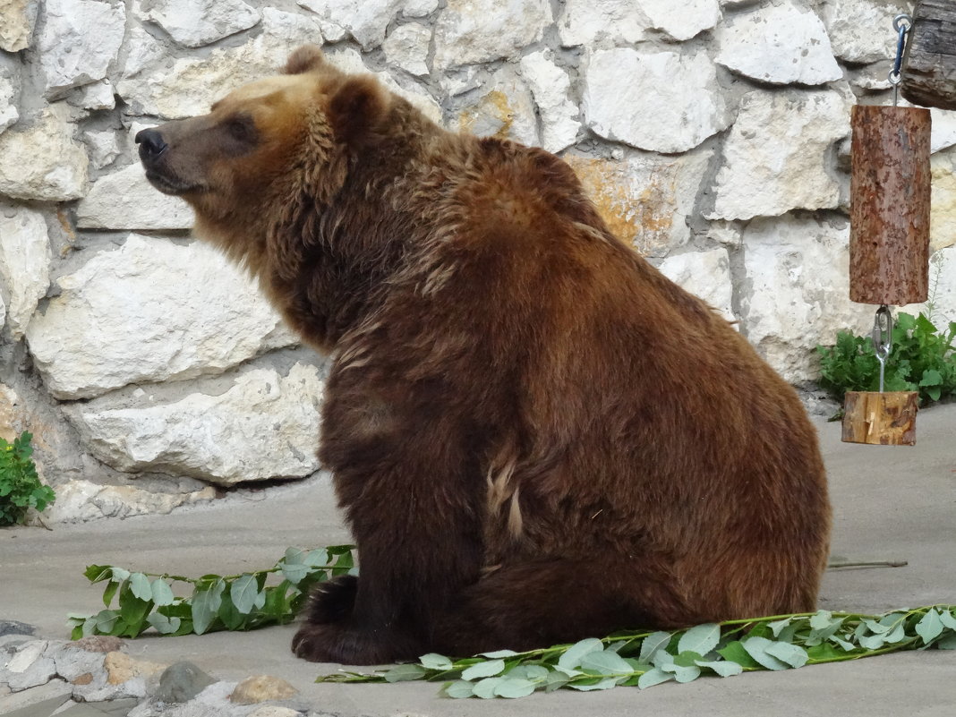 Бурый медведь - <<< Наташа >>>
