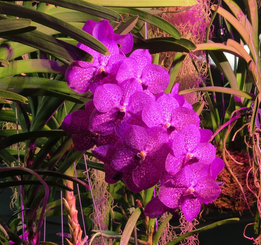 Орхидея - Вера Щукина