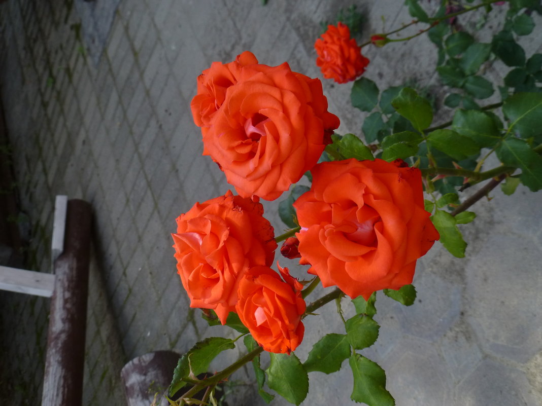Розы в церковном садике - Наиля 