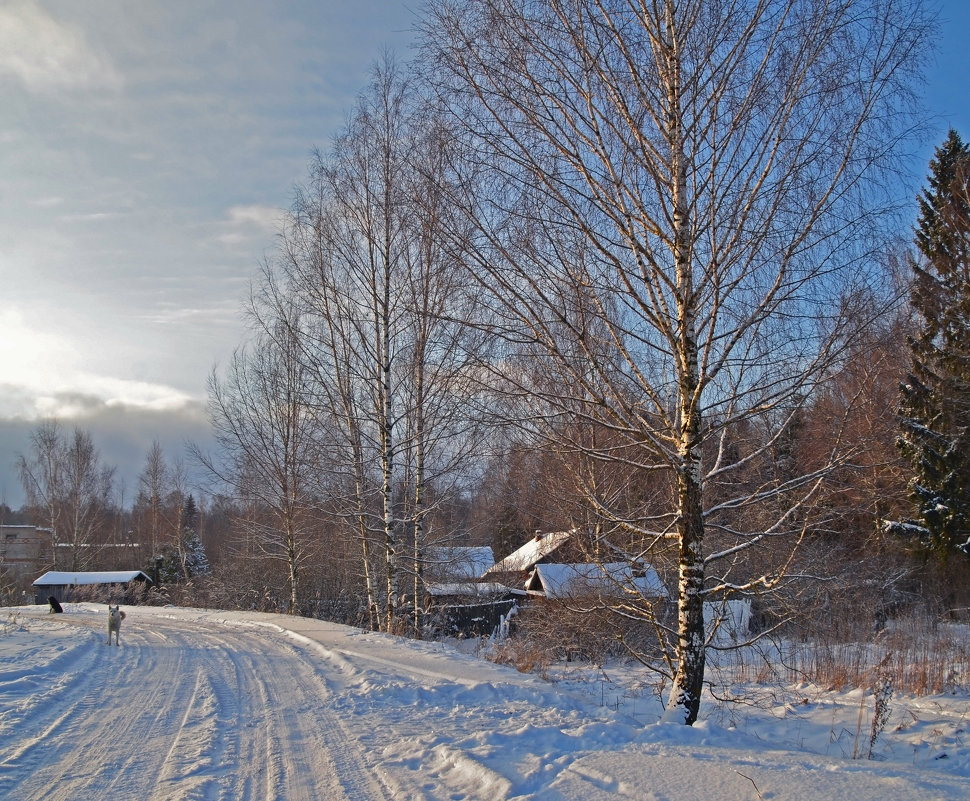 Зимний пейзаж с березами - Нина Синица