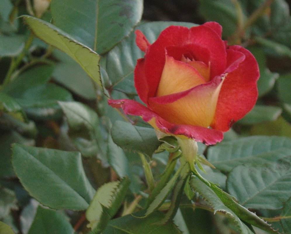 Роза - Syntaxist (Светлана)