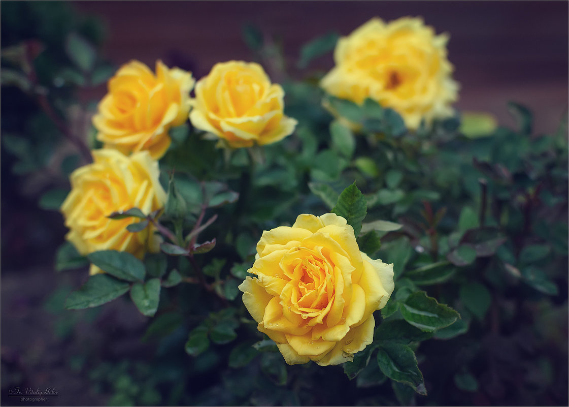 Желтые розы - Виталий Белов
