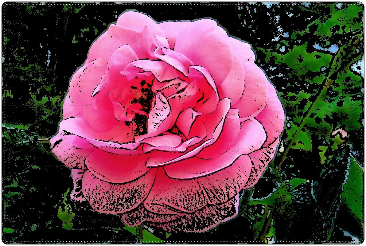 О розовой розе - Нина Корешкова