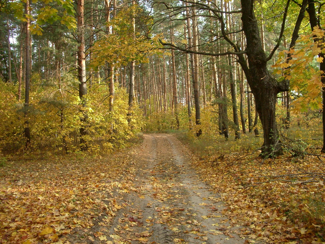 Осенний лес - Юрий Кирьянов
