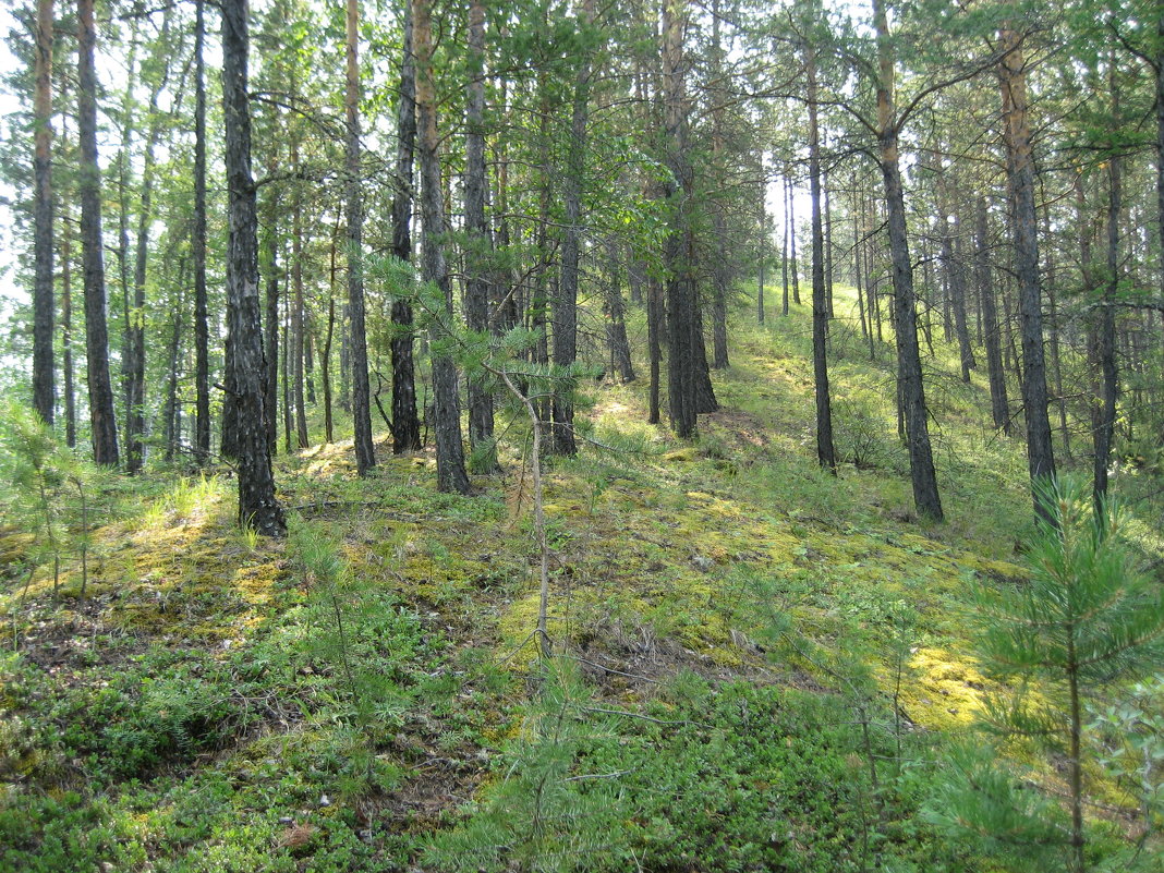 В лесу - Anna Ivanova