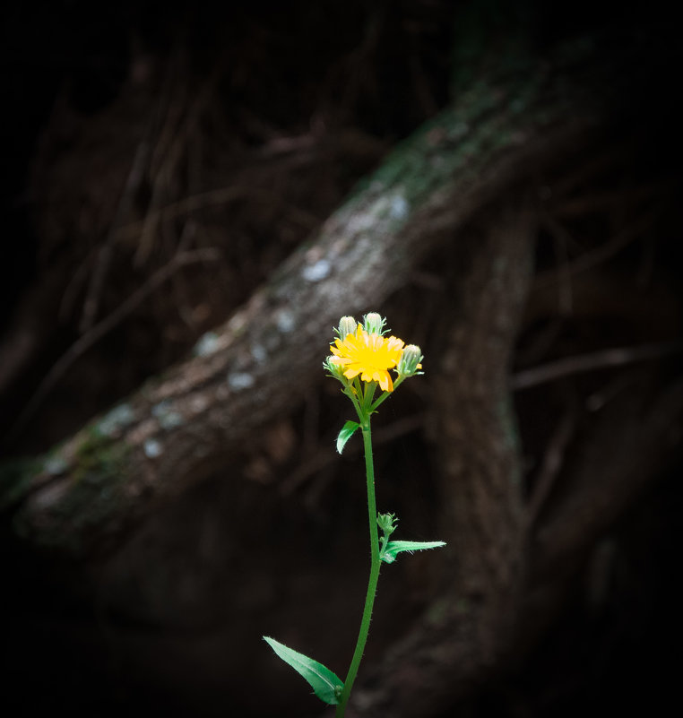 желтенький цветочек - Олег 