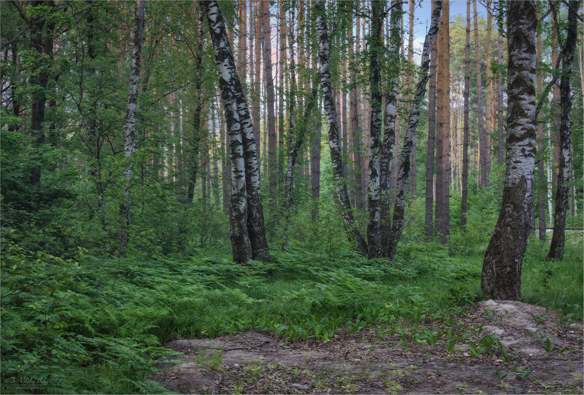 В смешанном лесу - Виталий Белов