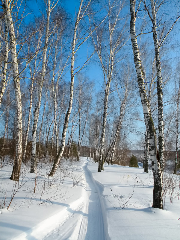 Зима в берёзовом лесу - Павел Айдаров