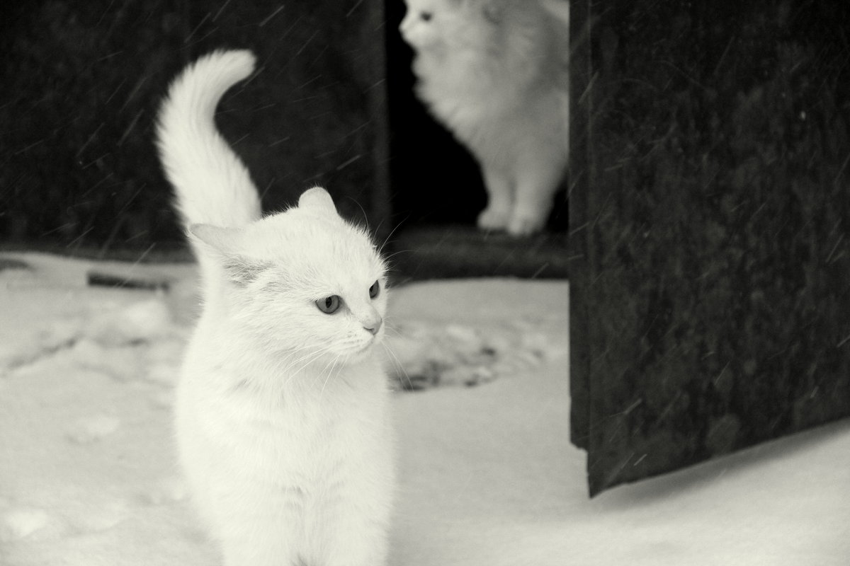 Зима...и кошки торжествуя сегодня обновляют путь - Елена Минина