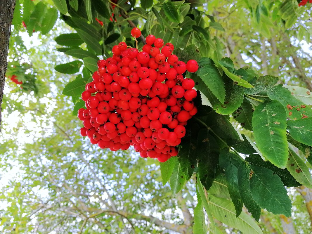 Рябина - Любовь 