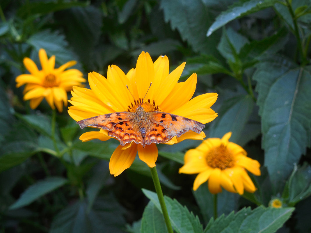 цветы с бабочкой - Александр Борисович