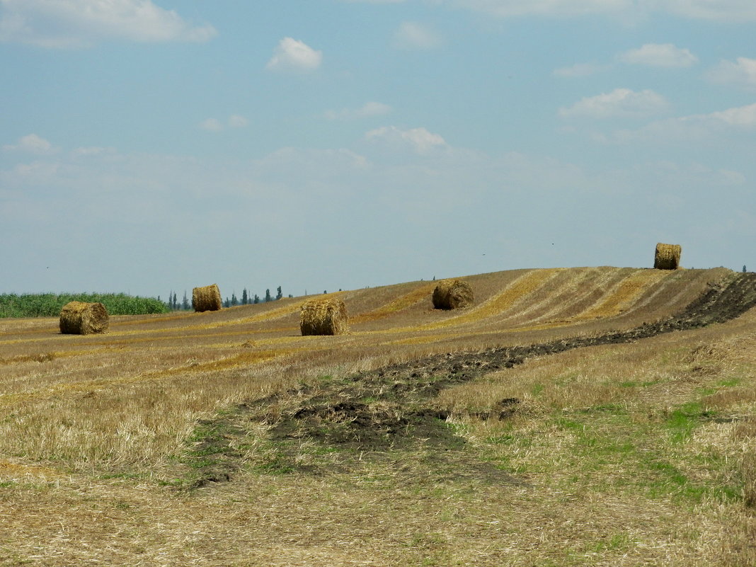 поле пшеницы после уборки - Алексей Меринов