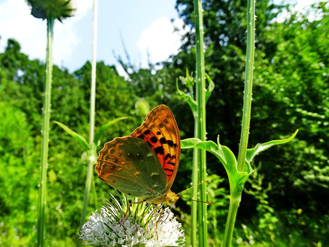 Пандора. Перламутровка пандора (лат. Argynnis pandora) - vodonos241 