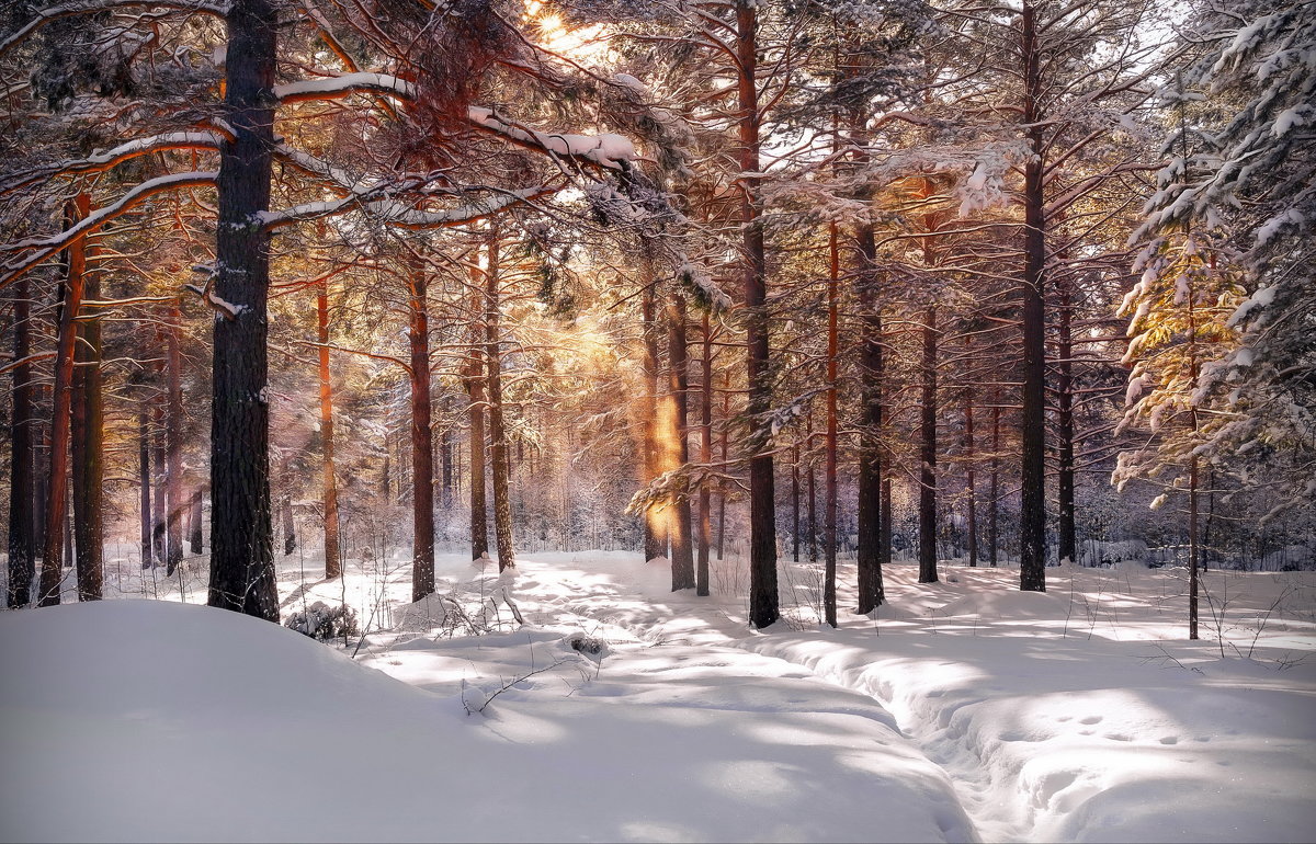 Утро в зимнем лесу - Анатолий Володин