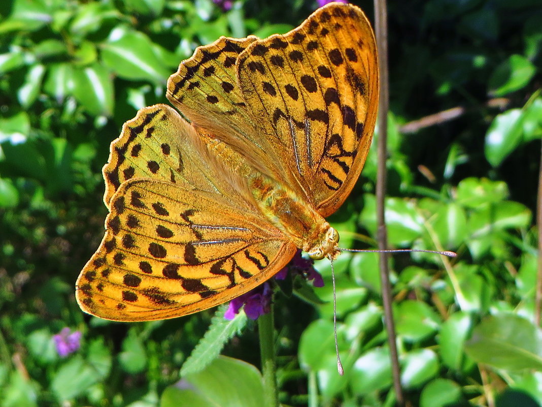 Перламутровка пандора (лат. Argynnis pandora) - vodonos241 