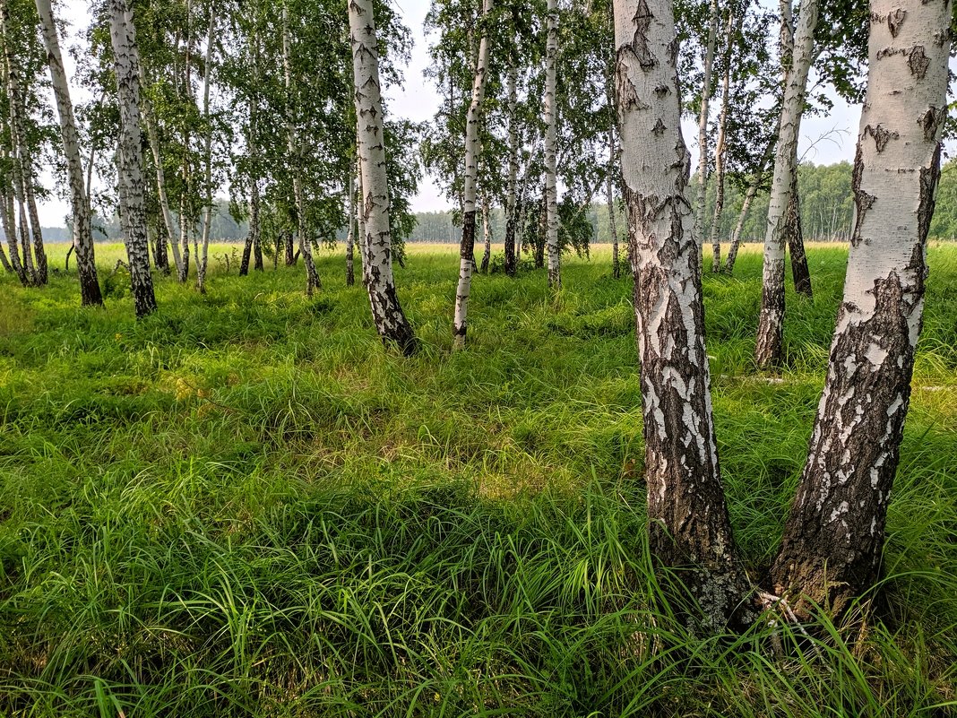 Русский лес - Владимир Зыбин