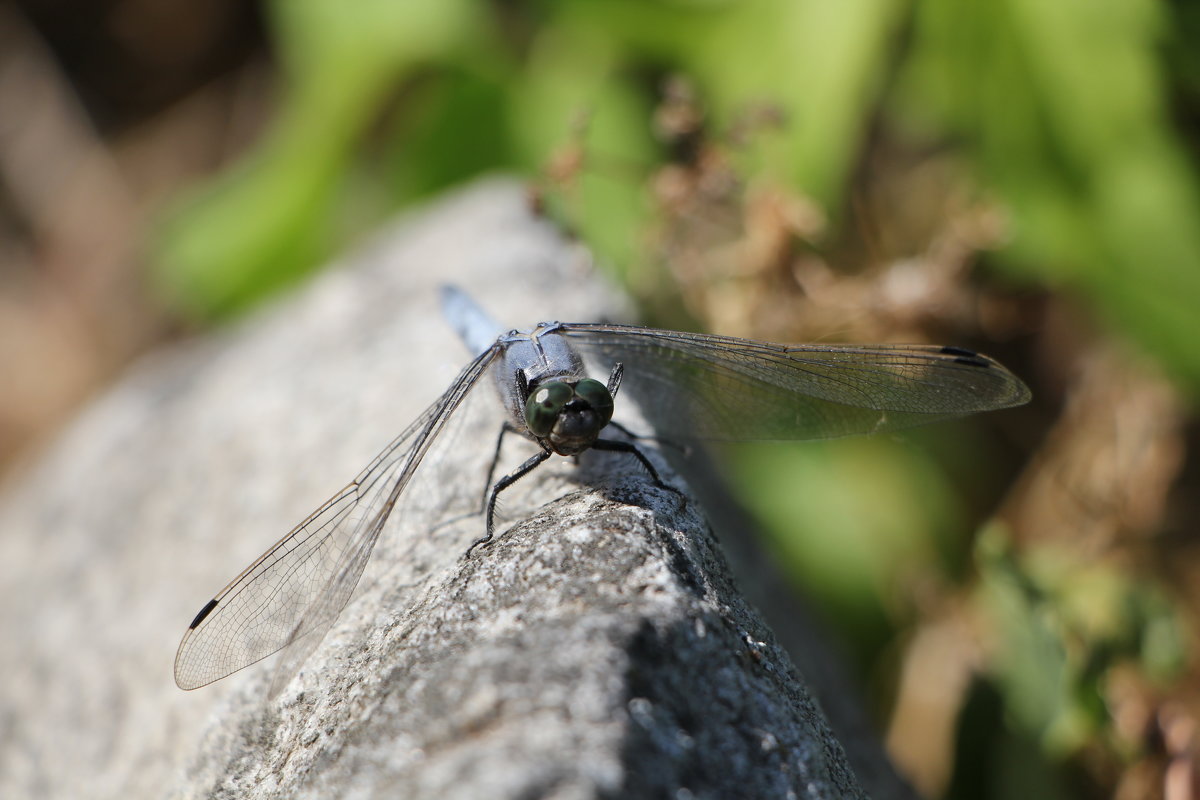 Dragonfly - Максим Б