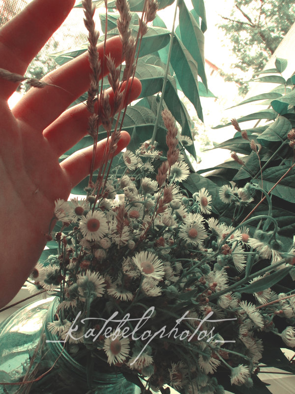 Полевые цветы - Екатерина Белокопытова
