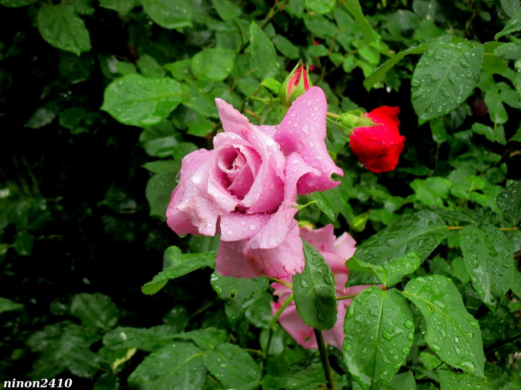 Розы и дождь - Нина Бутко