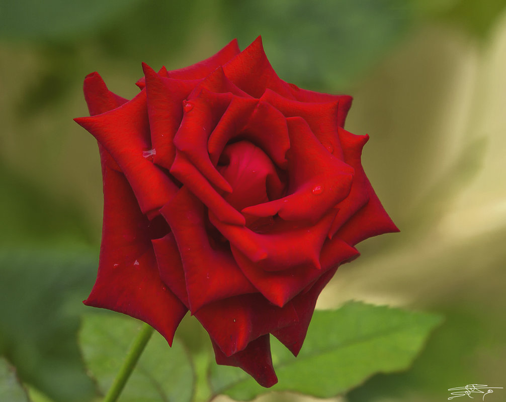 Ждёт любимая розу... - Валерий Басыров