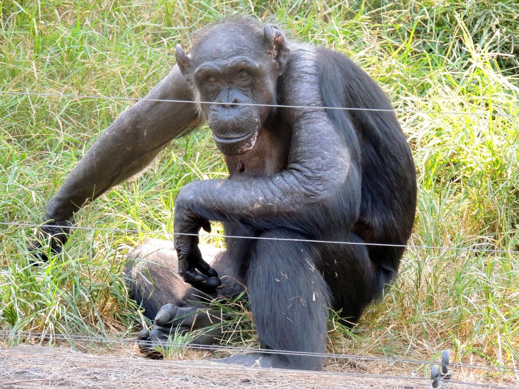 Взгляд..  Западная равнинная горилла - Гала 