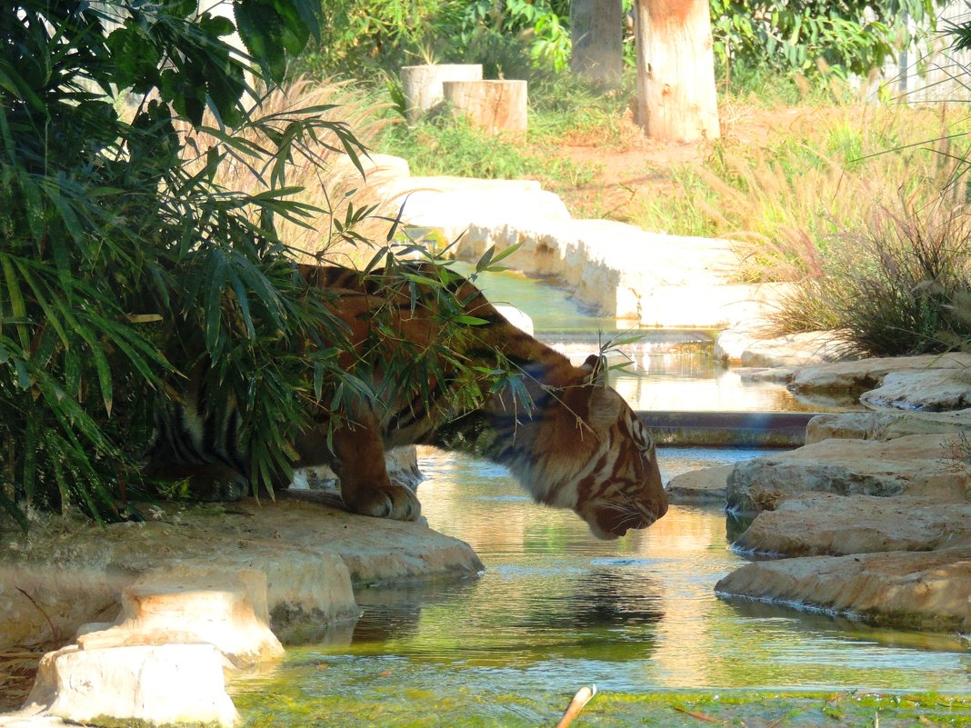 Жажда  Суматранский тигр - Гала 