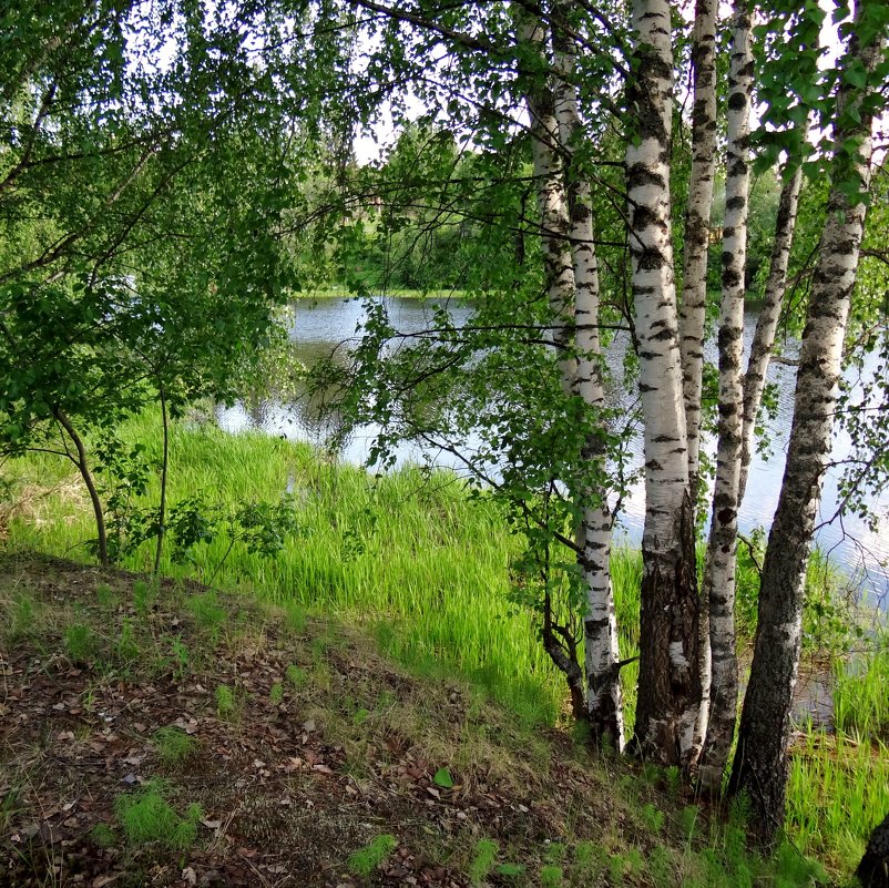 берёзки у реки - Валентина. .