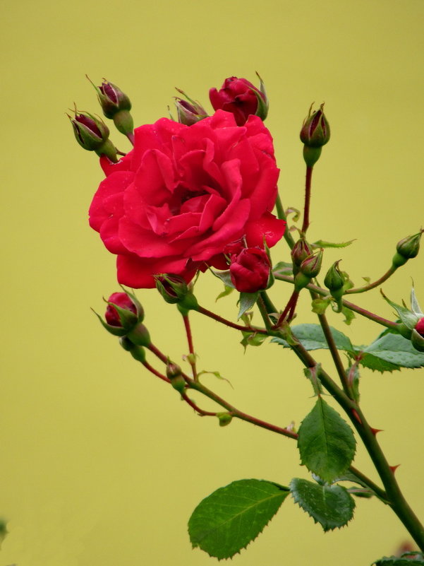Красная роза - Александр Чеботарь