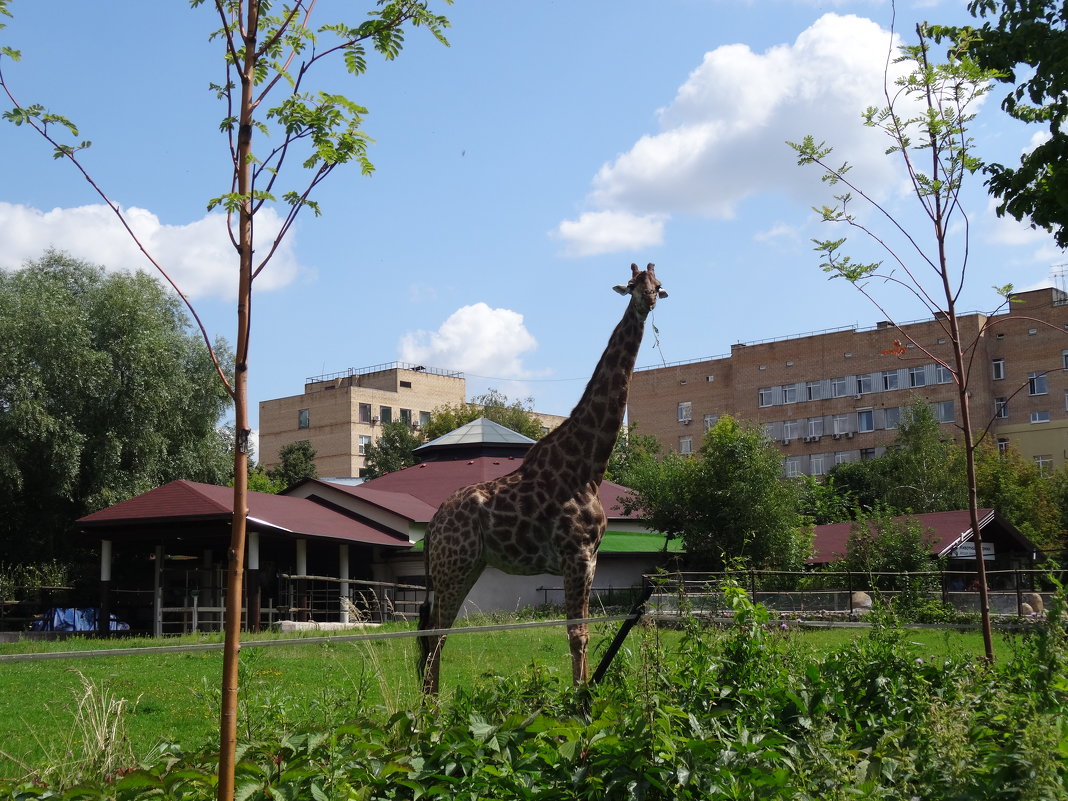 Московский зоопарк - <<< Наташа >>>