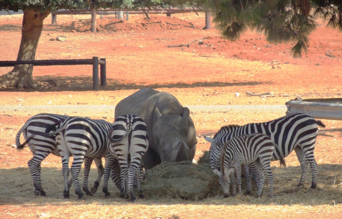 Трапеза  носорог в окружении зебр - Гала 