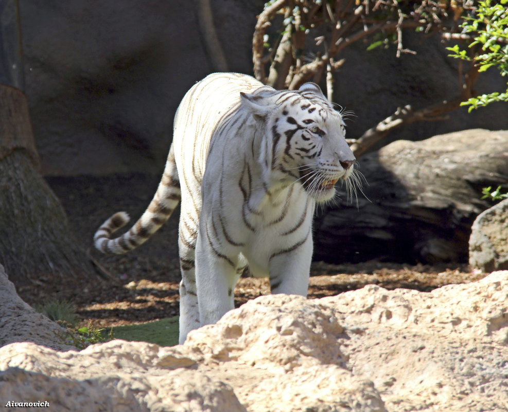 Белый тигр, он призрак из чащи. - Андрей Иванович (Aivanovich-2009)