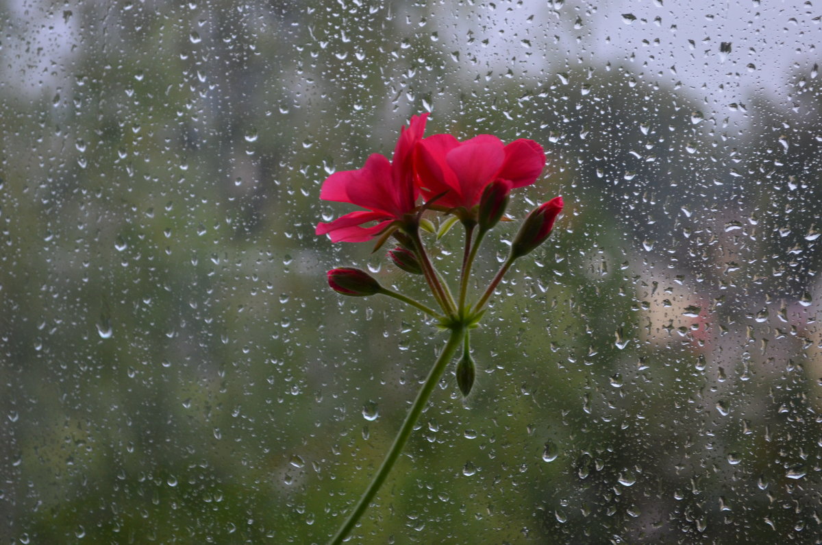 Цветы на улице под дождем
