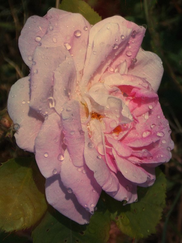 Фото во время дождя - Фотогруппа Весна