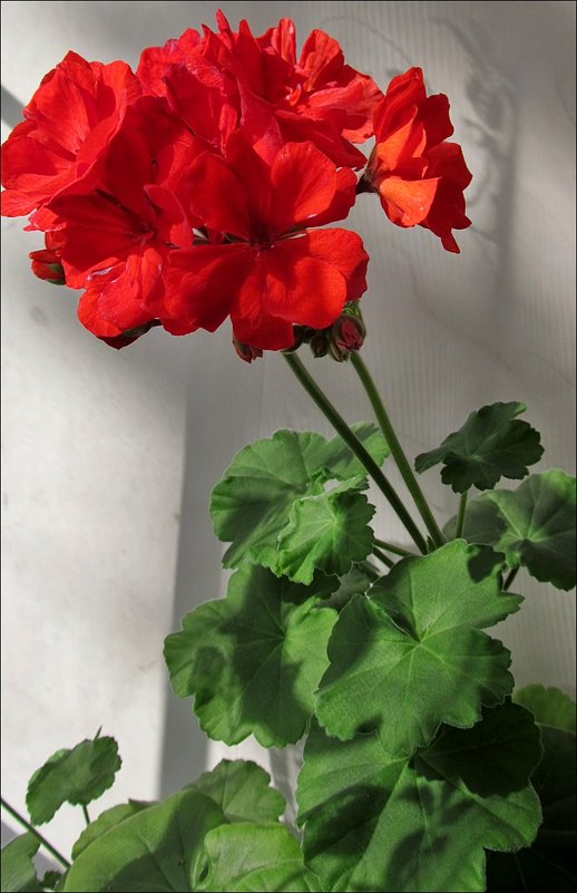 Комнатные цветы. Герань - Нина Корешкова