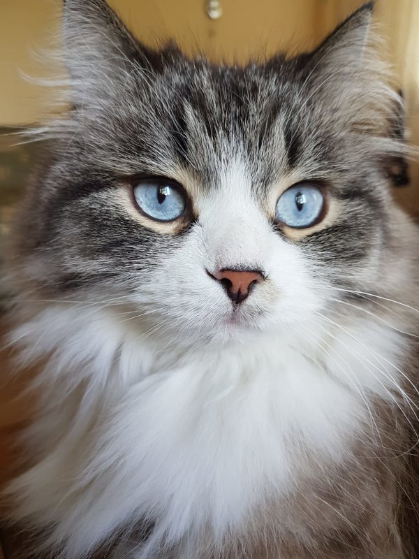 Кот с голубыми глазами. - Ольга 