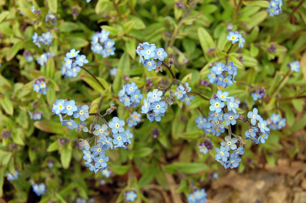 Forget-me-not - Natalia Harries