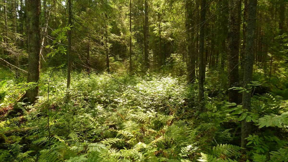 лес - веселов михаил 