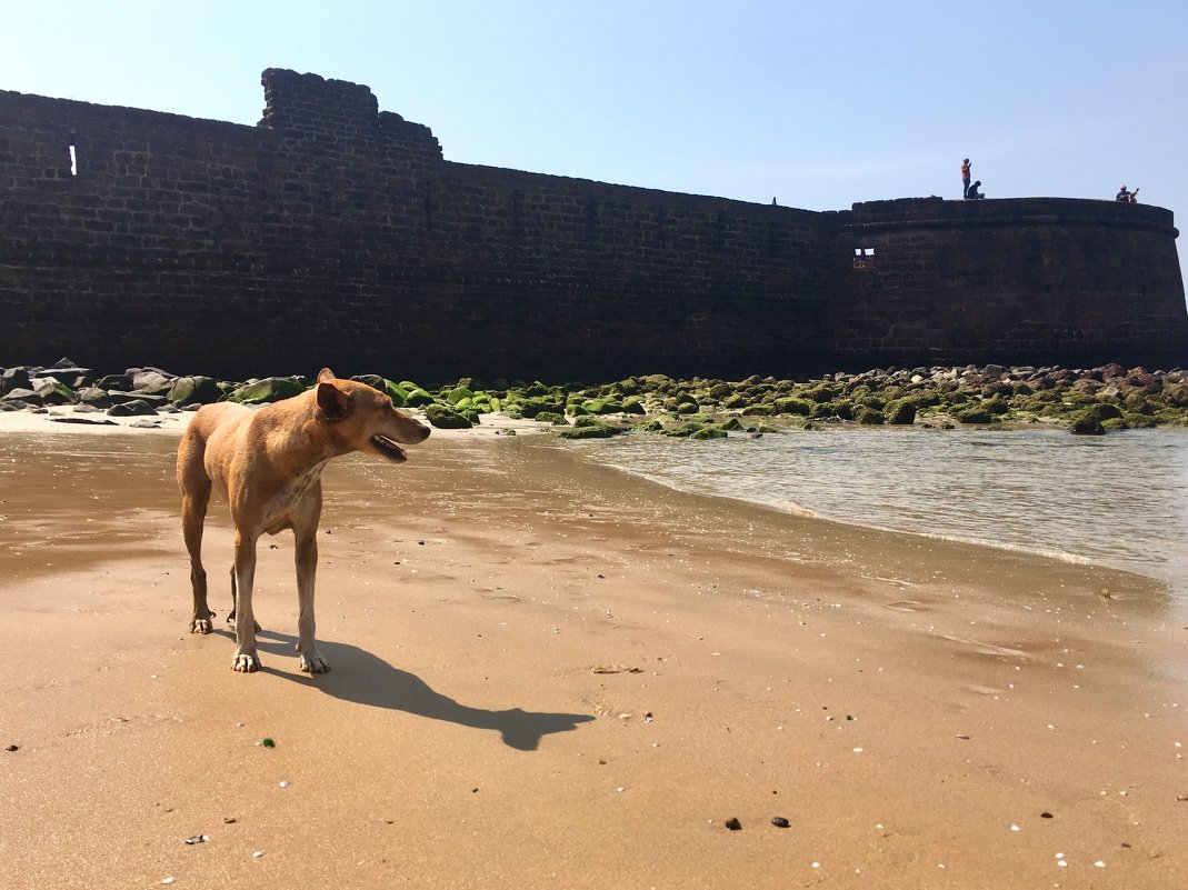 Собака на пляже - Марина 