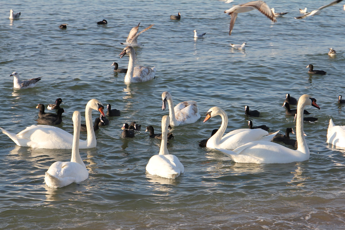 Лебеди на Чёрном море. Анапа - Валерий 