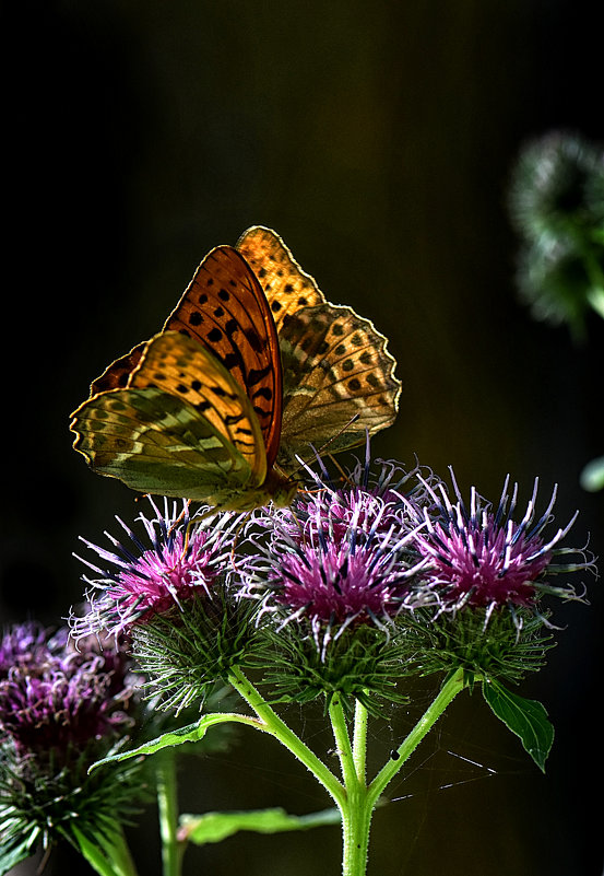 Бабочки на медоносе - Oleg S 