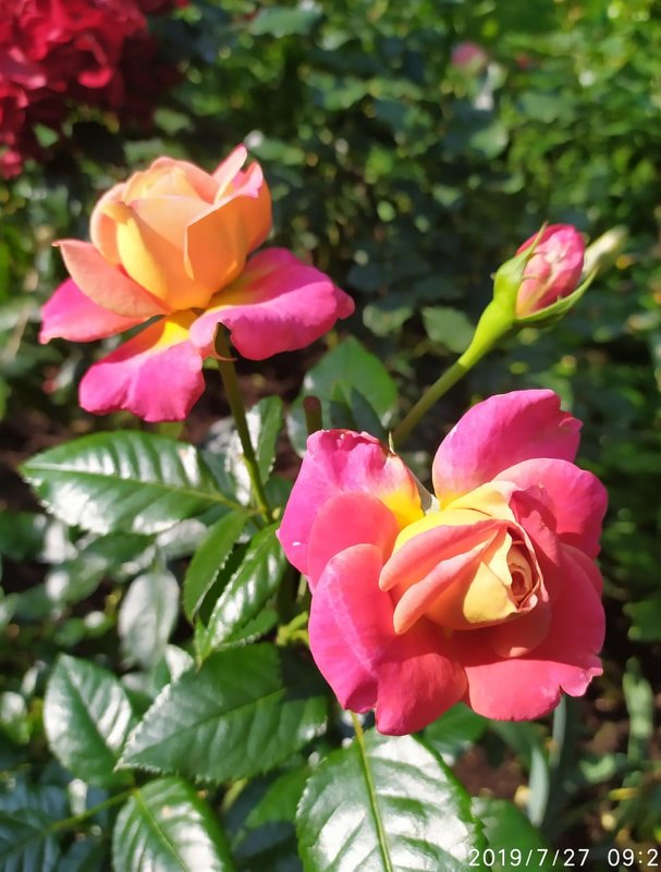 Прекрасная роза - minchanka 