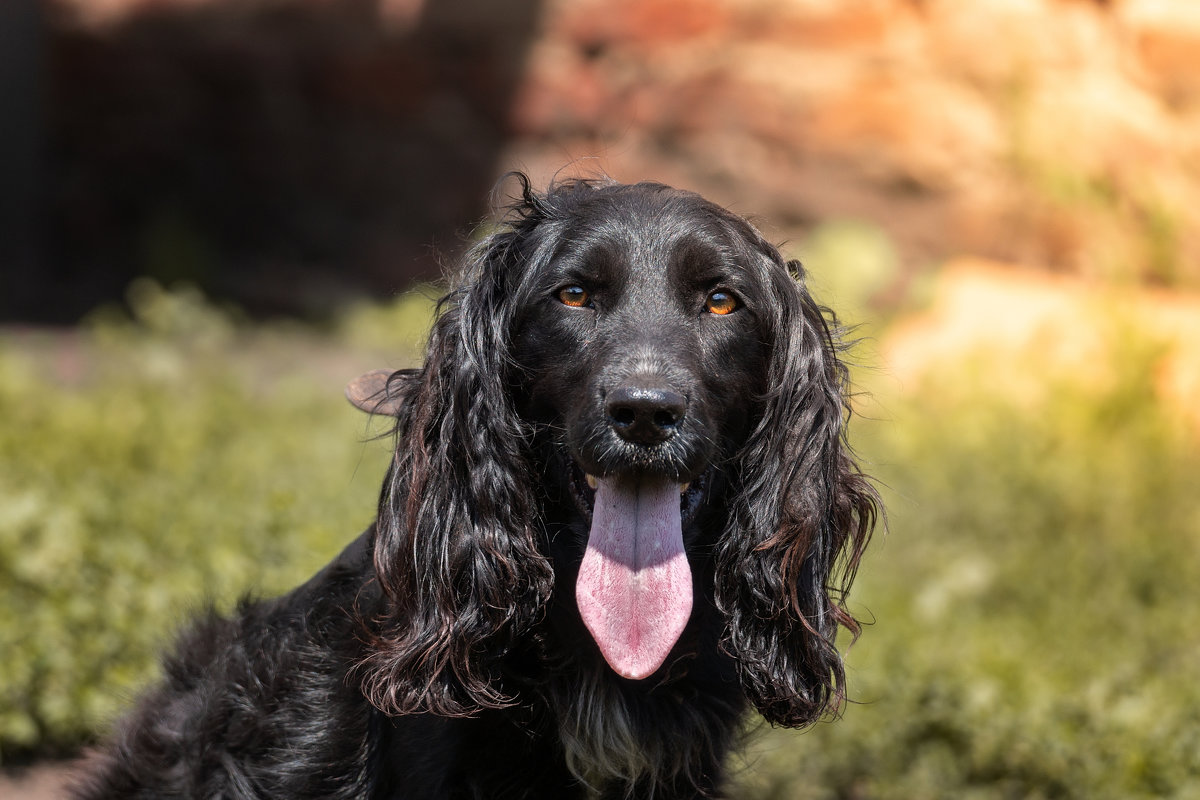 cocker spaniel guard the house - Alex Bush