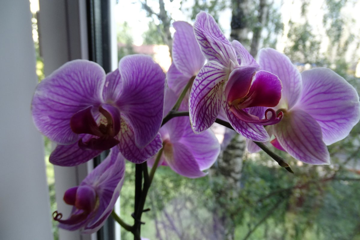 знакомые орхидеи - Anna-Sabina Anna-Sabina